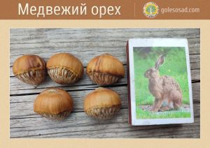 Медвежий орех крупноплодный, семена, лесосад