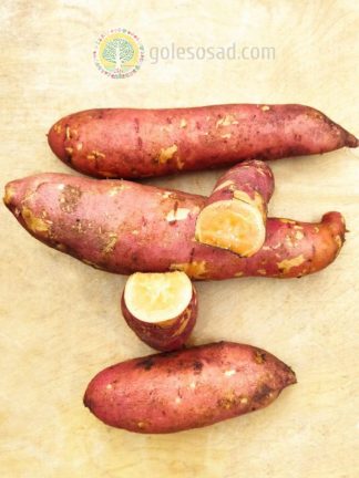 Батат Адмирал, корнеплод, лесосад