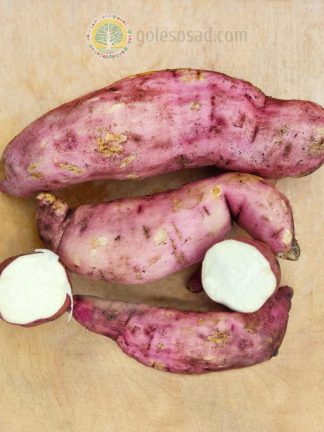 Батат Бонита, корнеплод, лесосад