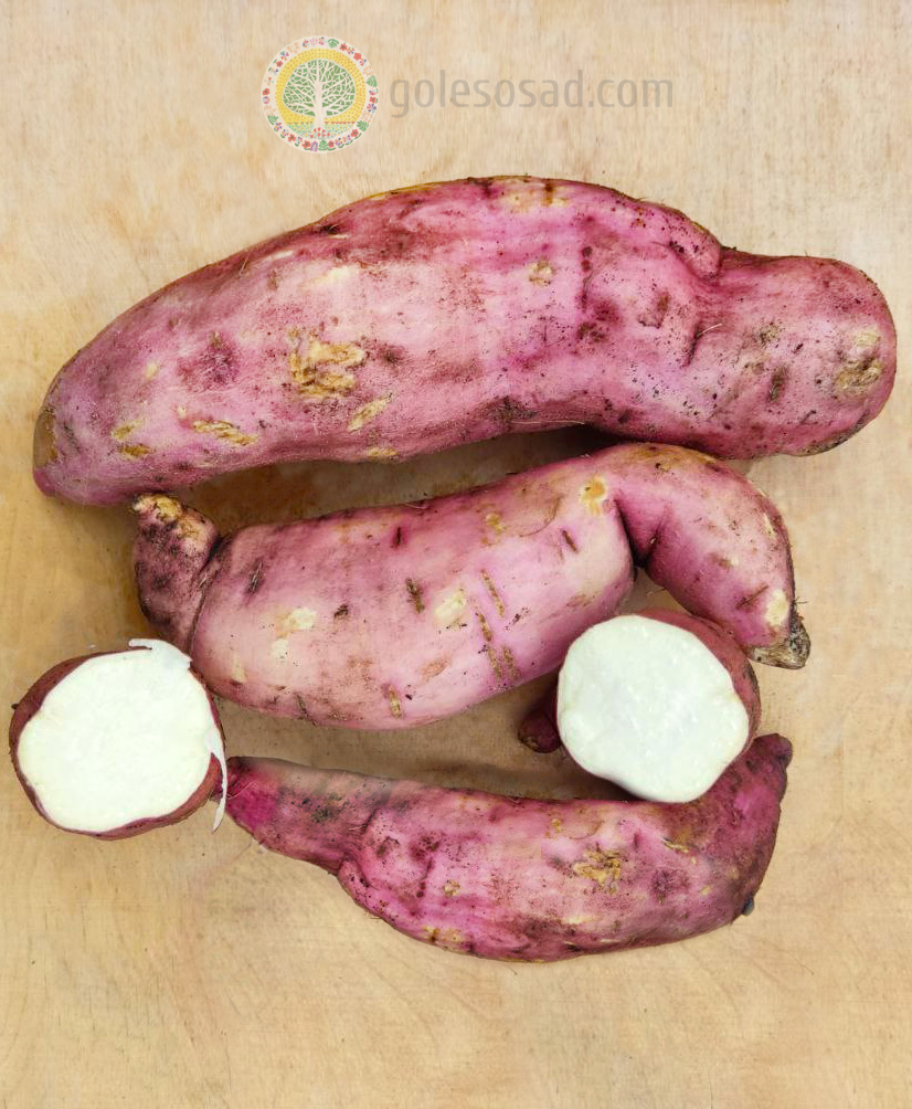 Батат Бонита, корнеплод, лесосад Батат Бонита, корнеплод, лесосад