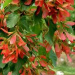 Лох серебристый, семена, лесосад