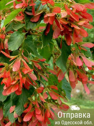 Лох серебристый, семена, лесосад