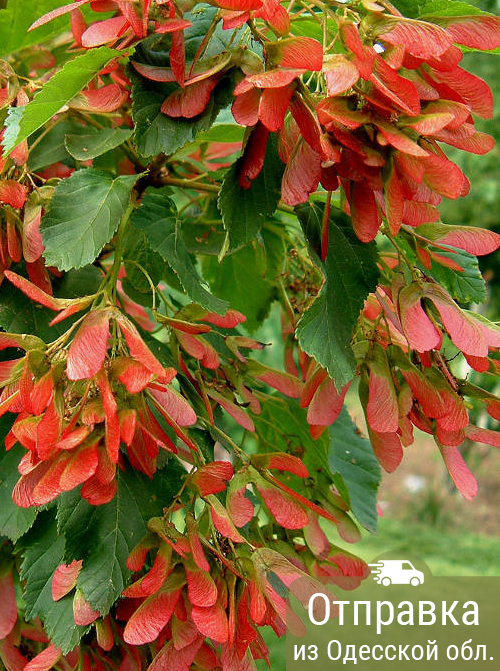 Лох серебристый, семена, лесосад Лох серебристый, семена, лесосад