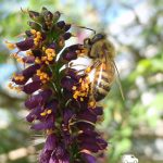 Аморфа, семена, лесосад