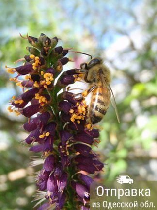 Аморфа, семена, лесосад