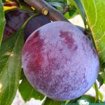 Слива Блек Сплендер, саженцы, лесосад