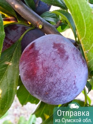 Слива Блек Сплендер, саженцы, лесосад