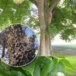 Каркас западный, саженцы, лесосад Каркас западный, саженцы, лесосад