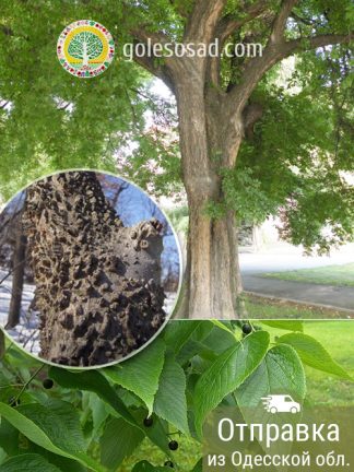 Каркас западный, саженцы, лесосад