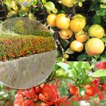 Айва японская, саженцы, лесосад