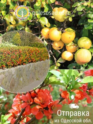 Айва японская, саженцы, лесосад