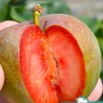 Слива Дапл Денди, саженцы, лесосад