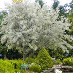 Лох серебристый, саженцы, лесосад Лох серебристый, саженцы, лесосад