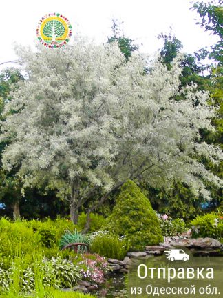 Лох серебристый, саженцы, лесосад