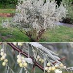 Лох серебристый, семена, лесосад