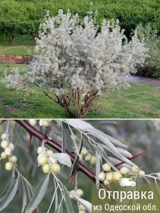 Лох серебристый, семена, лесосад