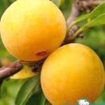 Слива Флавор Квин, саженцы, лесосад