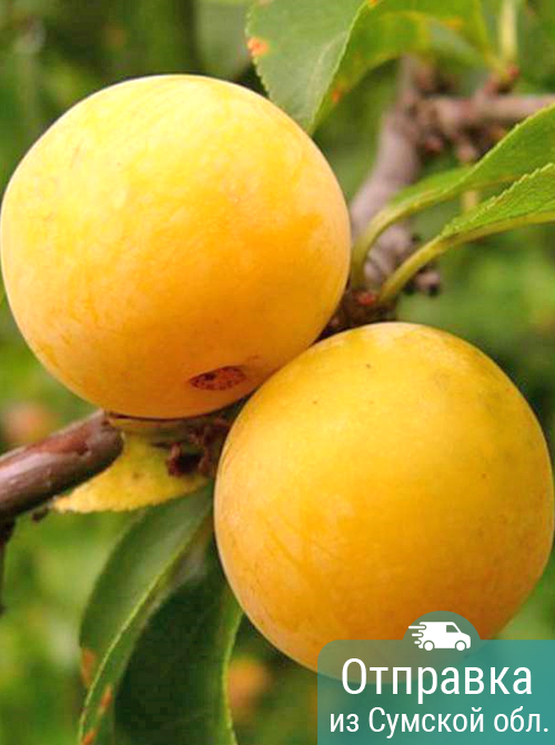 Слива Флавор Квин, саженцы, лесосад Слива Флавор Квин, саженцы, лесосад