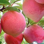 Слива Формоза, саженцы, лесосад Слива Формоза, саженцы, лесосад