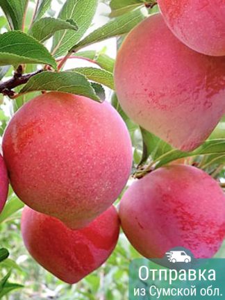 Слива Формоза, саженцы, лесосад