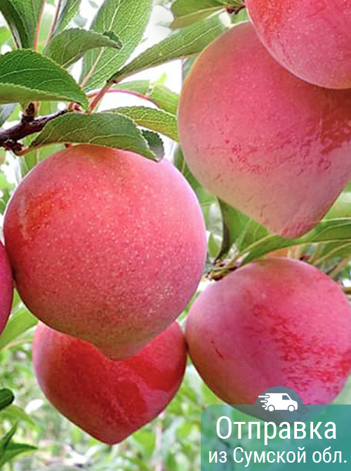 Слива Формоза, саженцы, лесосад Слива Формоза, саженцы, лесосад