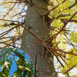 Гледичия, семена, лесосад