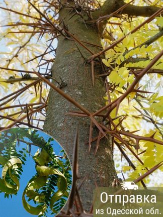 Гледичия, семена, лесосад