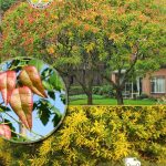 Кельрейтерия, саженцы, лесосад Кельрейтерия, саженцы, лесосад