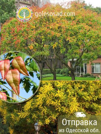 Кельрейтерия, саженцы, лесосад