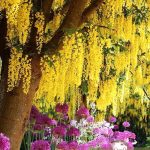 Бобовник Золотой дождь, семена, лесосад