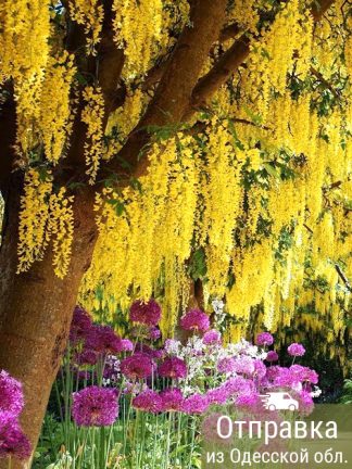 Бобовник Золотой дождь, семена, лесосад