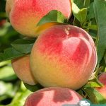 Персик PF-15, саженцы, лесосад