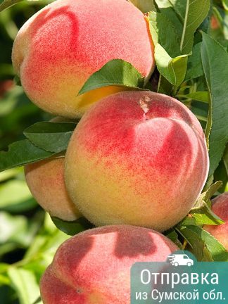 Персик PF-15, саженцы, лесосад