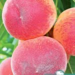 Персик PF-24-007 Peach, саженцы, лесосад