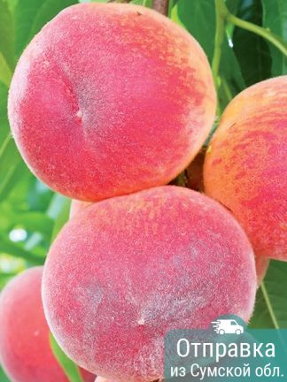 Персик PF-24-007 Peach, саженцы, лесосад