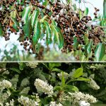 Черемуха поздняя, семена, лесосад