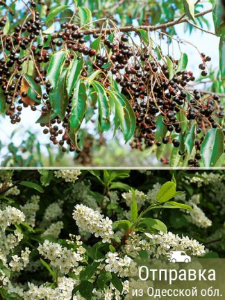 Черемуха поздняя, семена, лесосад