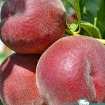Персик Ройял Маджестик, саженцы, лесосад Персик Ройял Маджестик, саженцы, лесосад