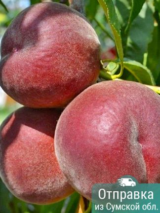 Персик Ройял Маджестик, саженцы, лесосад