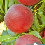 Персик Ройял Маджестик, саженцы, лесосад
