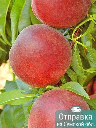 Персик Ройял Маджестик, саженцы, лесосад