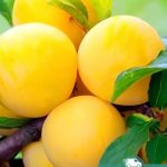 Слива Широ, саженцы, лесосад