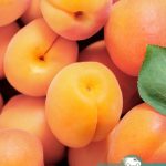 Абрикос Цунами, саженцы, лесосад