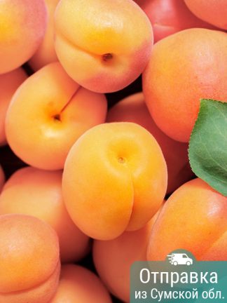 Абрикос Цунами, саженцы, лесосад