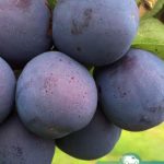 Слива Топ Енд Плюс, саженцы, лесосад