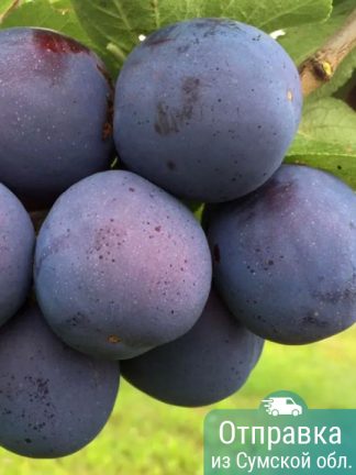 Слива Топ Енд Плюс, саженцы, лесосад