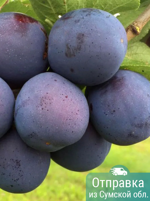 Слива Топ Енд Плюс, саженцы, лесосад Слива Топ Енд Плюс, саженцы, лесосад