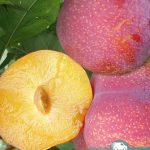 Слива Ваниер, саженцы, лесосад