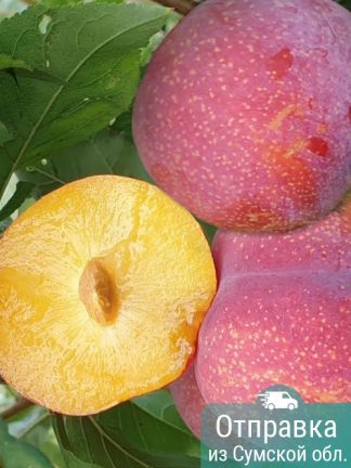 Слива Ваниер, саженцы, лесосад