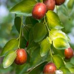 Зизифус, семена, лесосад